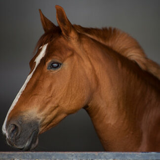 Cavallo