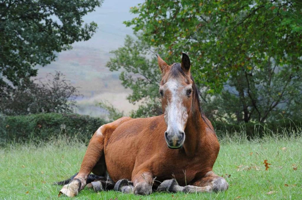 mangime per cavalli anziani