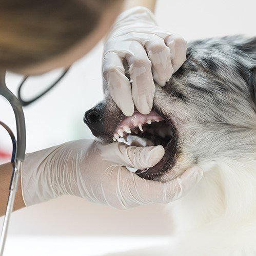 i denti del cane