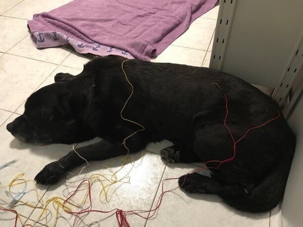 agopuntura per cani