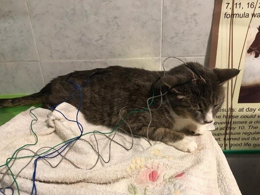 agopuntura gatto