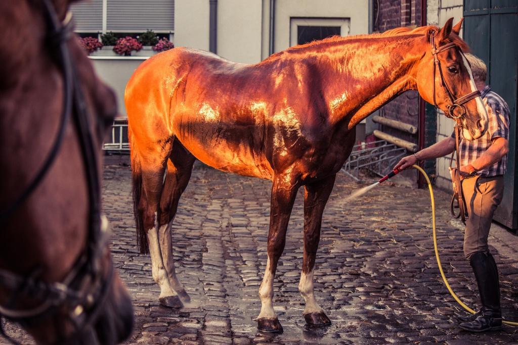 cura e igiene del cavallo