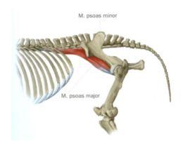 core stability