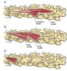 core stability