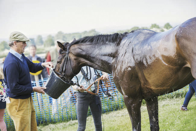 cavallo sudato che beve