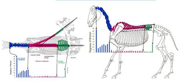 biomeccanica della colonna vertebrale