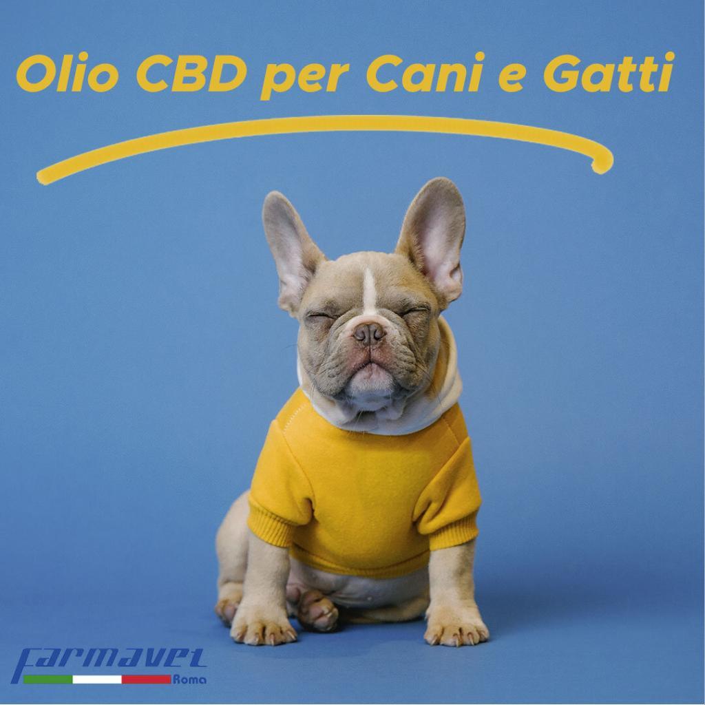 Olio CBD per animali domestici - Farmavet Roma Srl