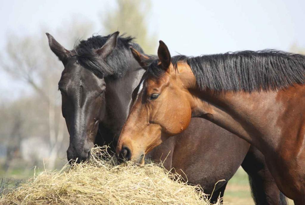 l'alimentazione del cavallo